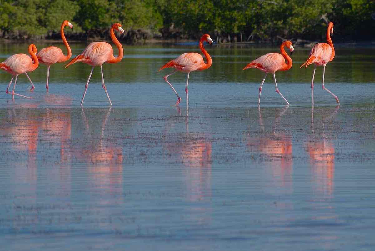 Flamencos en la ría de Río Lagartos